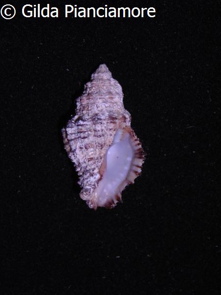 no photo for this shell